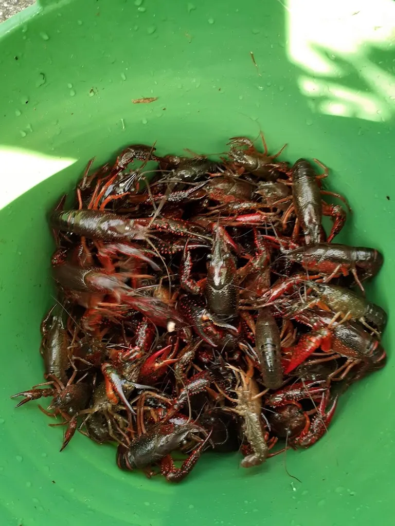 Luciano Carlos_Bar Algarabia_Bercial de Zapardiel_recensione