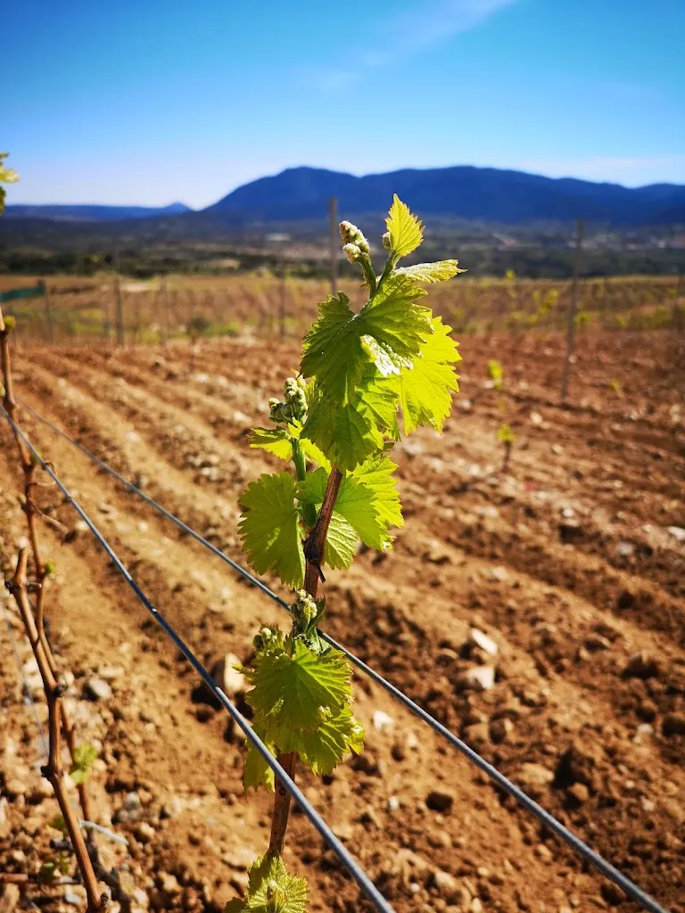 Bea RR_Sursum_Cebreros_review