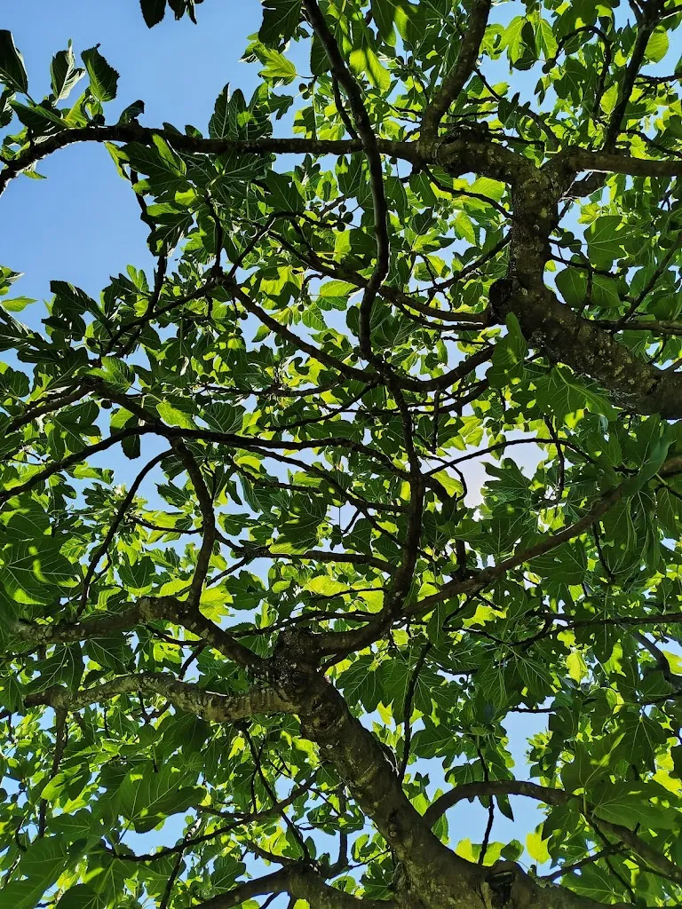 David Larrondobuno_ROPINO, Casa Rural y Restaurante_Candeleda_review