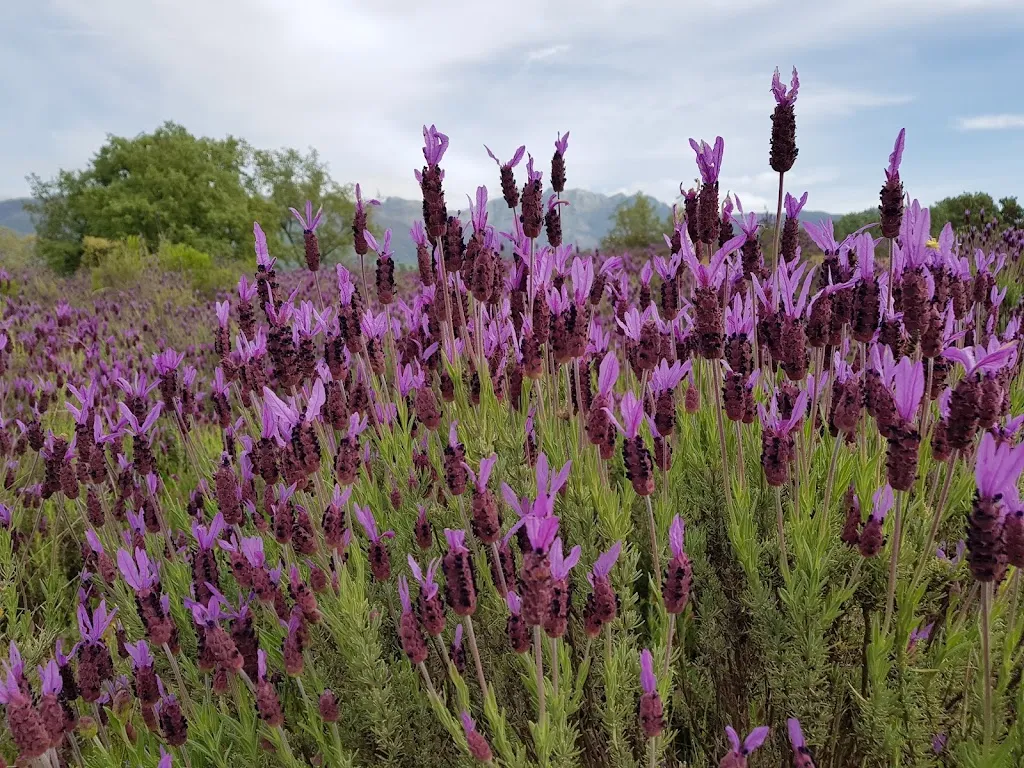 juan jesus sanchez_Restaurante los Carraos Sa_Candeleda_review