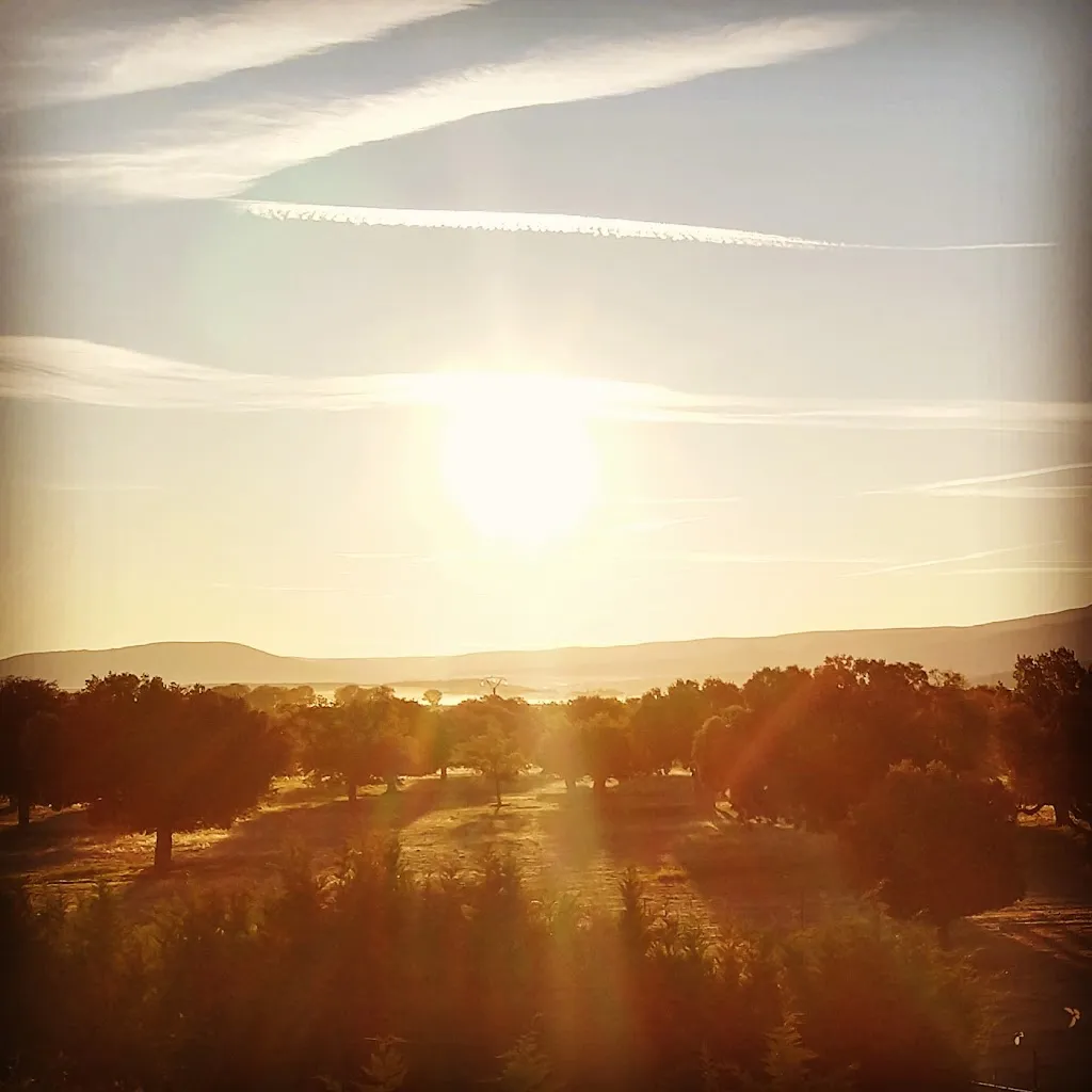 Jarrod Bartlett_El Carrascal_Muñana_review