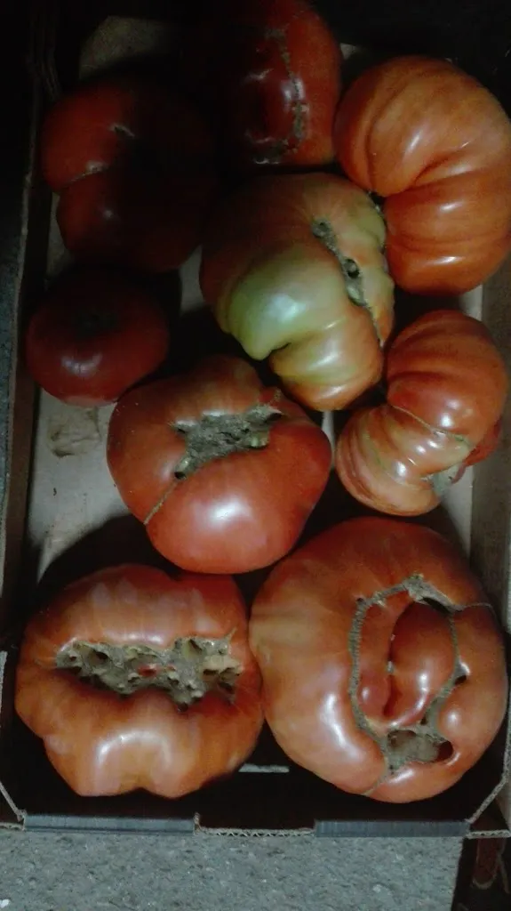 Menu_BAR EL CRUCE_Navaluenga_immagine_3