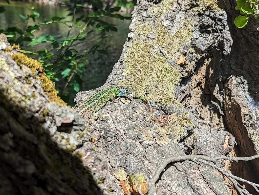 James Martin R._Vivegredos / El Molino de Tormellas_Tormellas_review