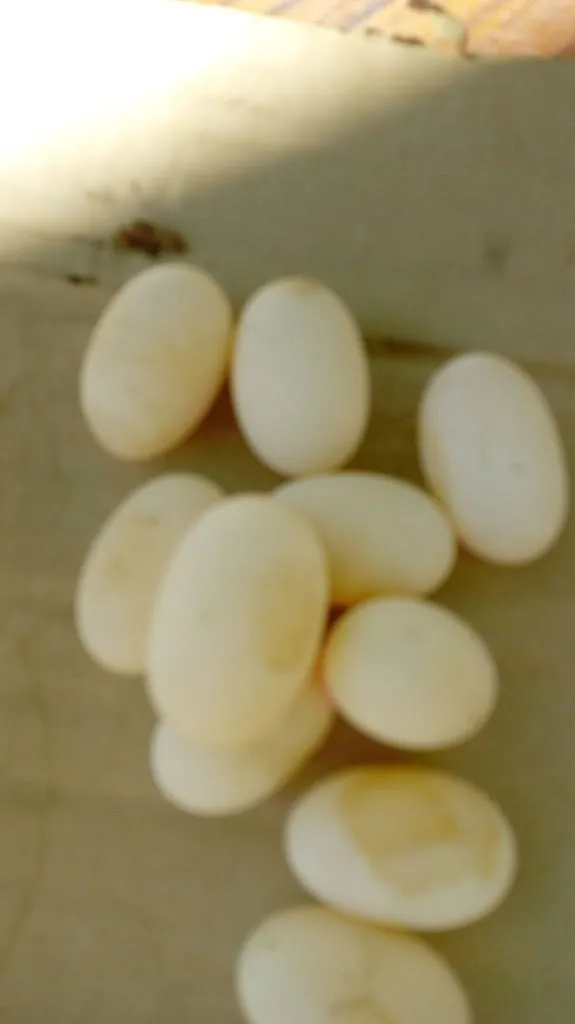 Menu_Hostal Restaurante Don Pepe_Albuera La_image_5