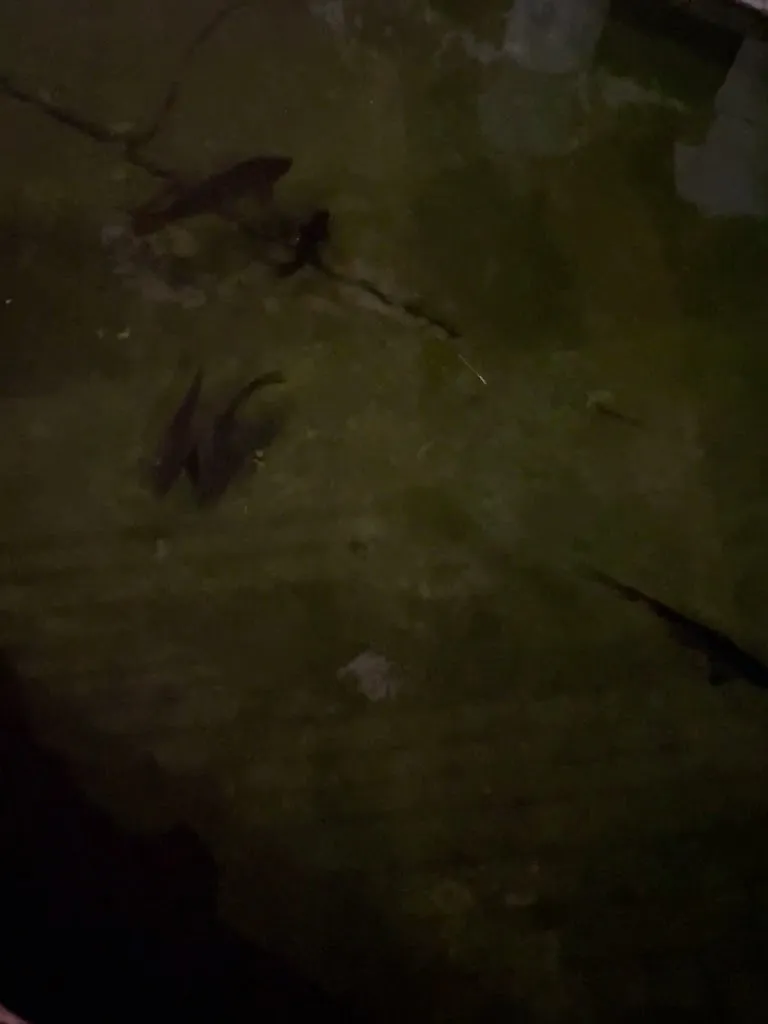 Jorge P_Las Mayas_Barcarrota_review