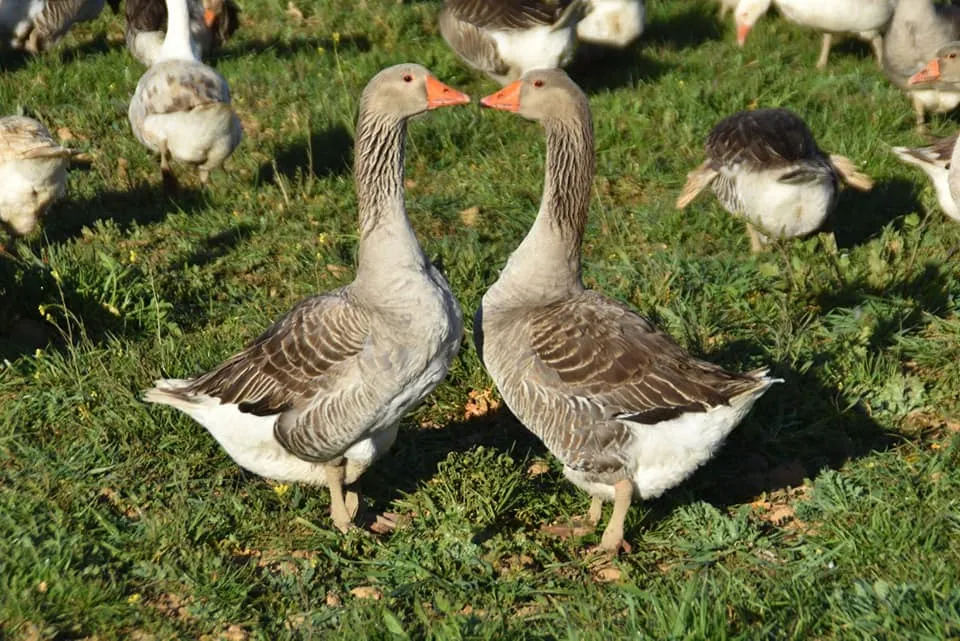 juan pedro nogales gonzalez_Elaborados Ocas Iglesias_Calzadilla de los Barros_review