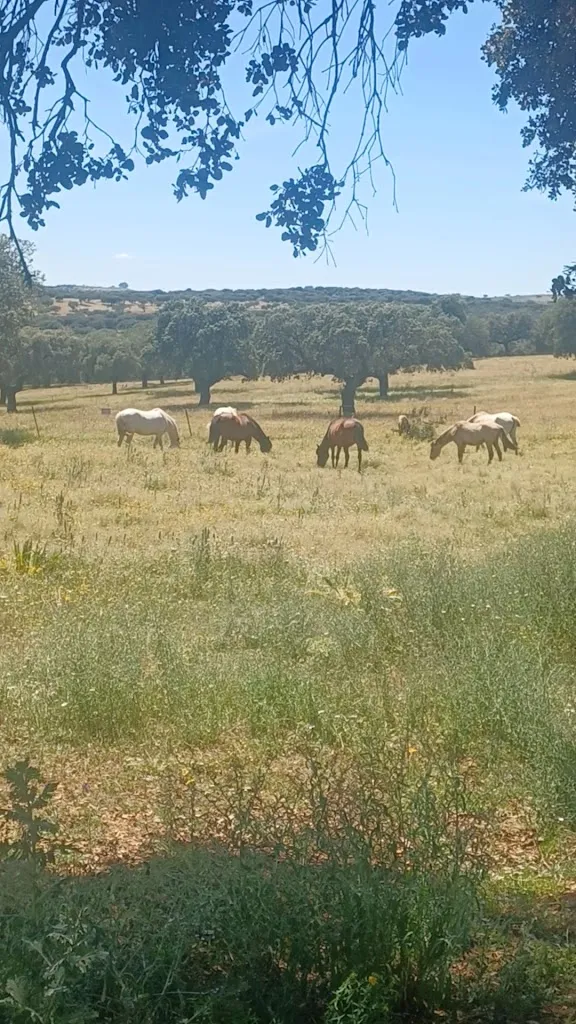 Filomena Monteiro_Cortijo Los Cantos_Alburquerque_review