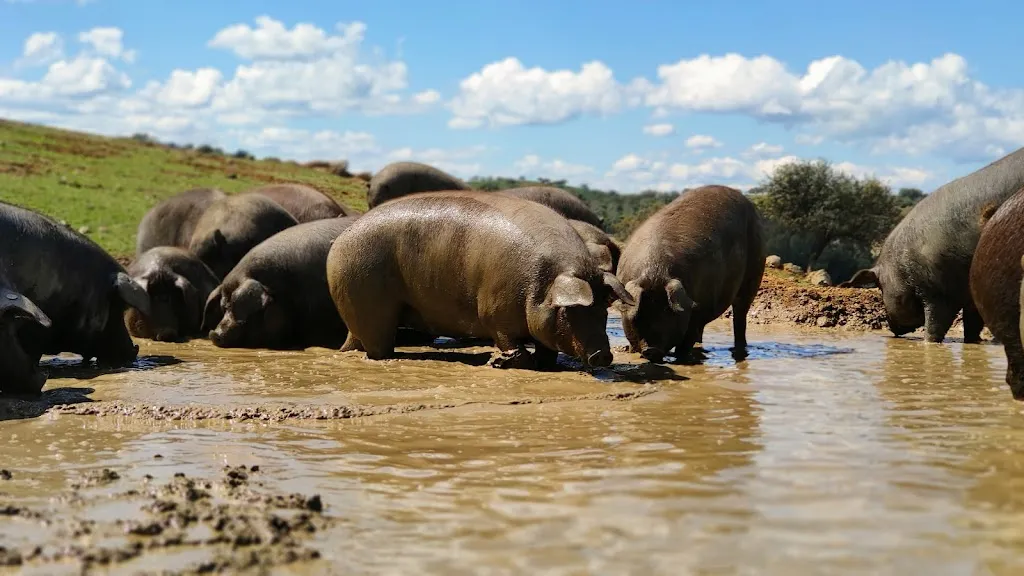 agroiberico_Medina de las Torres_slider_image_1