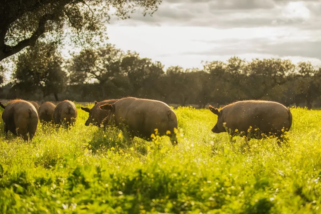Almacén Señorío de Montanera_Salvaleón_slider_image_2