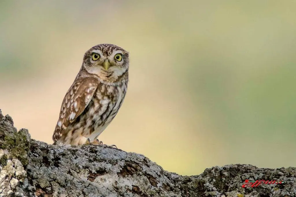 Juan Zambrano Enrique (elpura)_Mesón Los Suárez_Salvatierra de los Barros_review