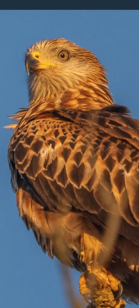 Mesón Los Suárez_Salvatierra de los Barros_slider_image_2