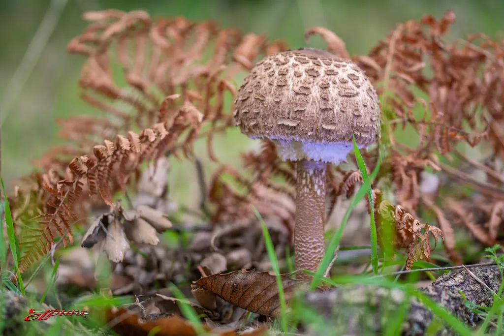 Mesón Los Suárez_Salvatierra de los Barros_slider_image_3