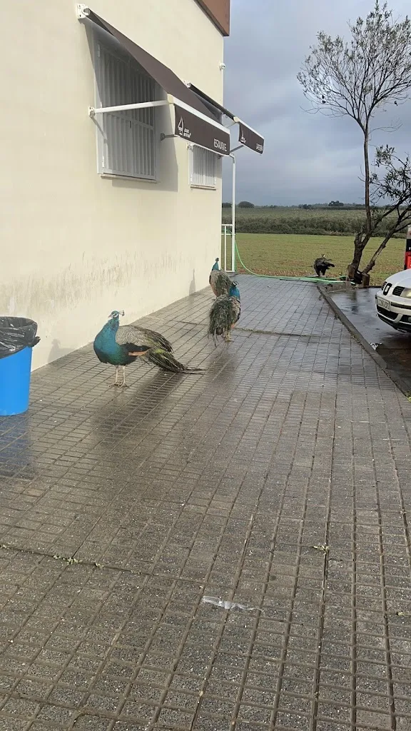 Parinad_La gasolinera 375_Talavera La Real_review