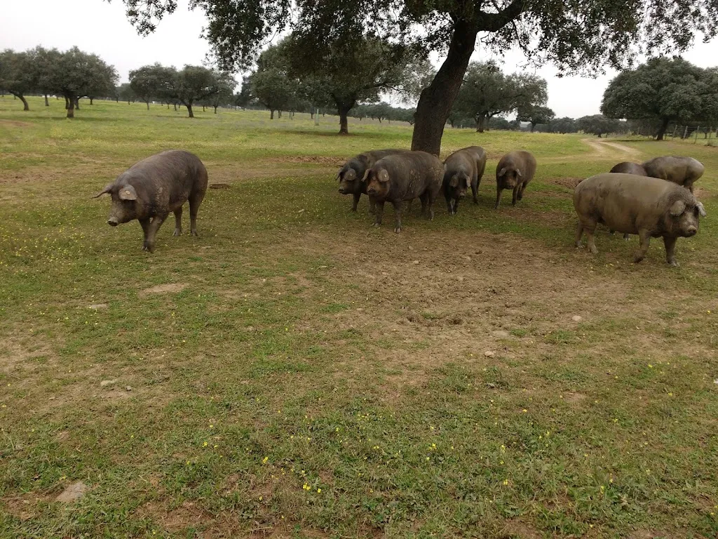 Dehesa del Conde Extremadura_Talavera La Real_slider_image_3