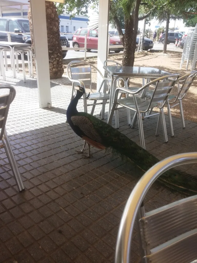 Q8 Gasolinera Talavera la Real_Talavera La Real_slider_image_3