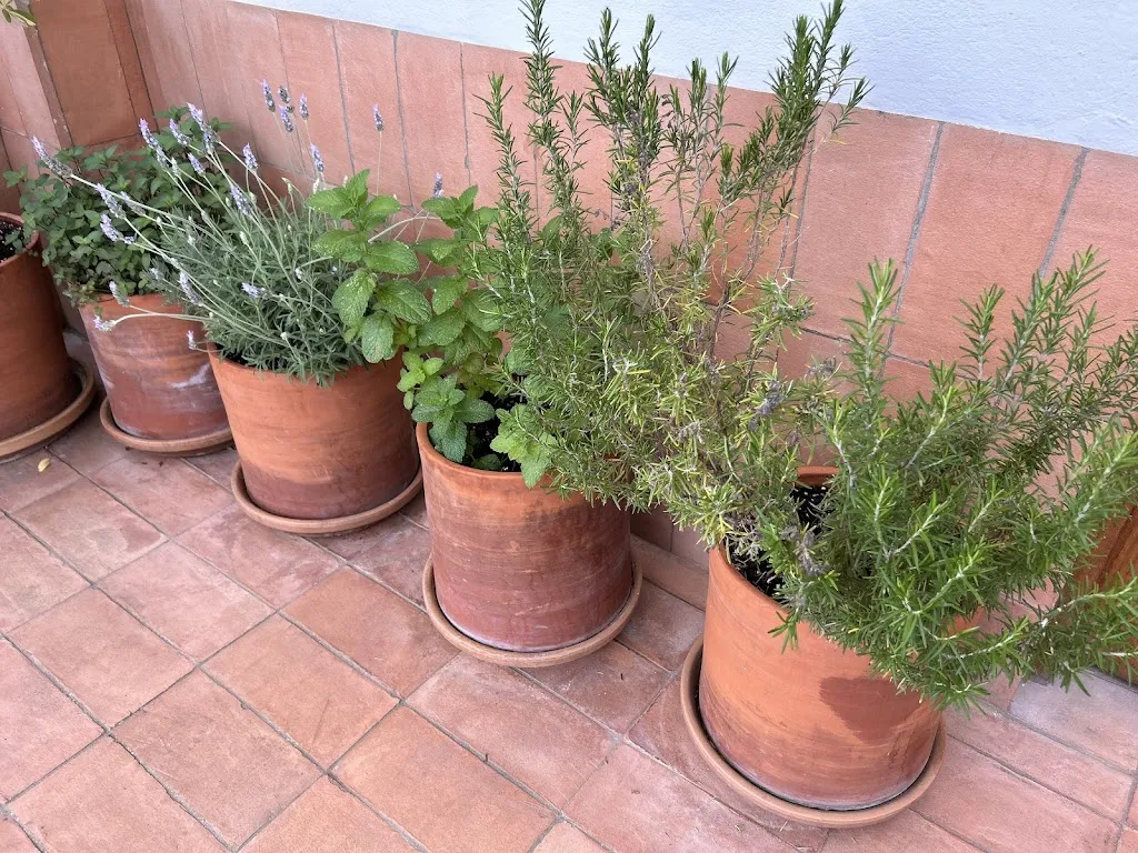 Lola BioTanit_La Hermandad De Villalba_Villalba de los Barros_review