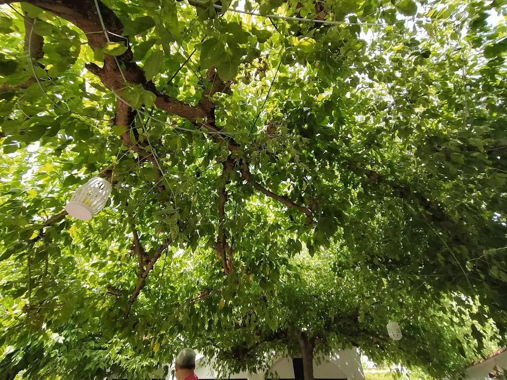 Lorenzo Lanziano Erasmo_El Nou Desmai_Aiguafreda_review