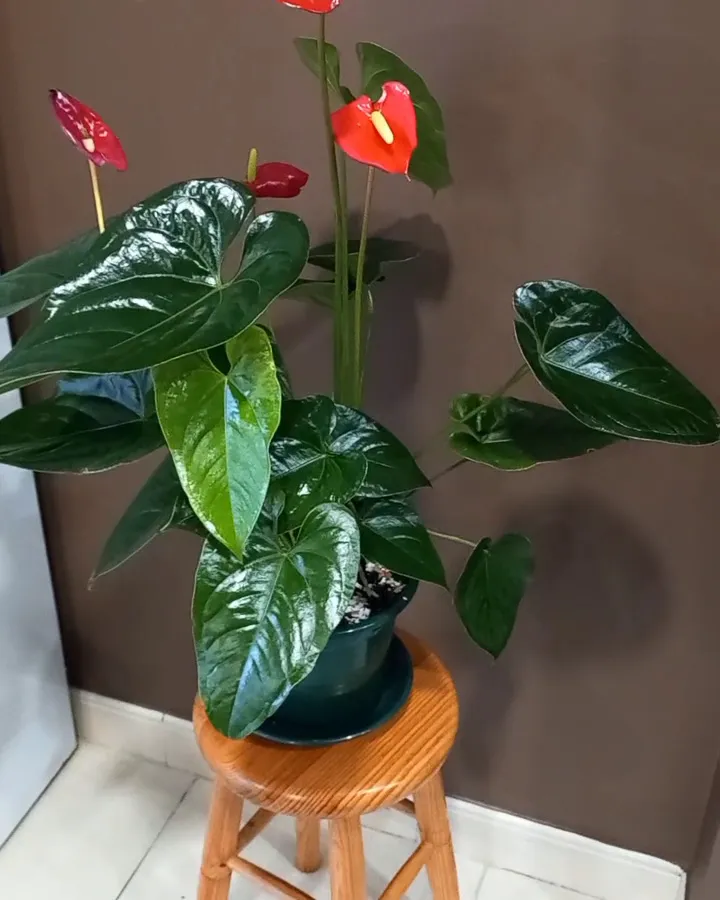 King Kebab Negreira_Negreira_slider_image_2