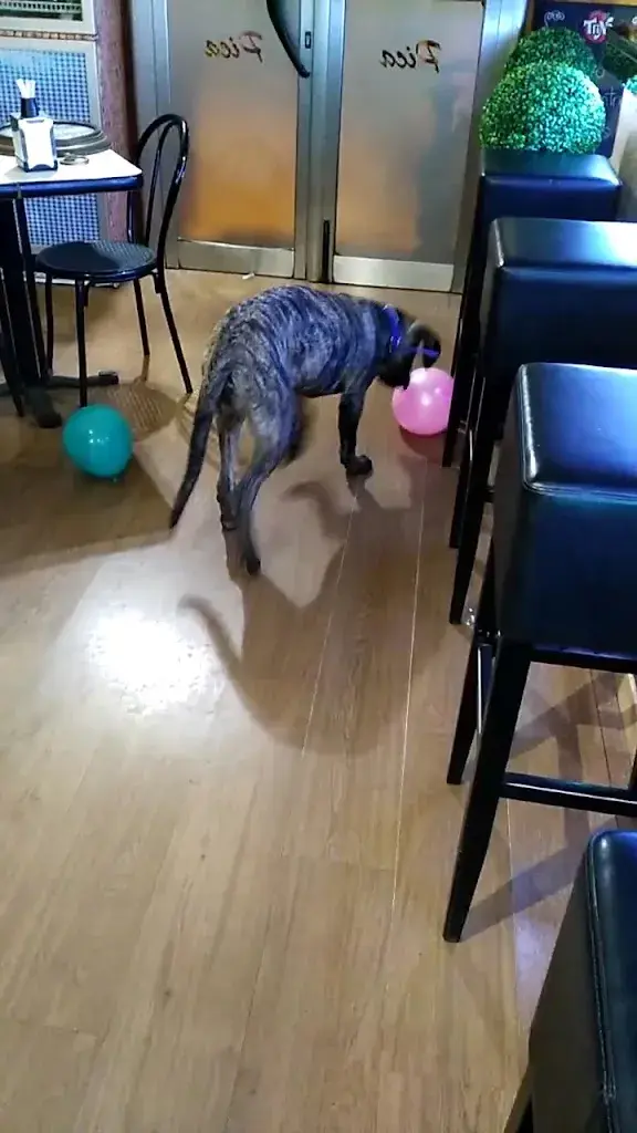 Restaurant Pica Pica de canet_Canet de Mar_slider_image_2