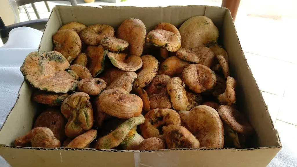 Menu_Hostal Alt Llobregat_Castellar de nHug_image_9