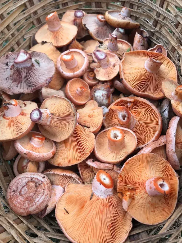 Menu_Bar_La Rectoria_Castellar de nHug_image_4