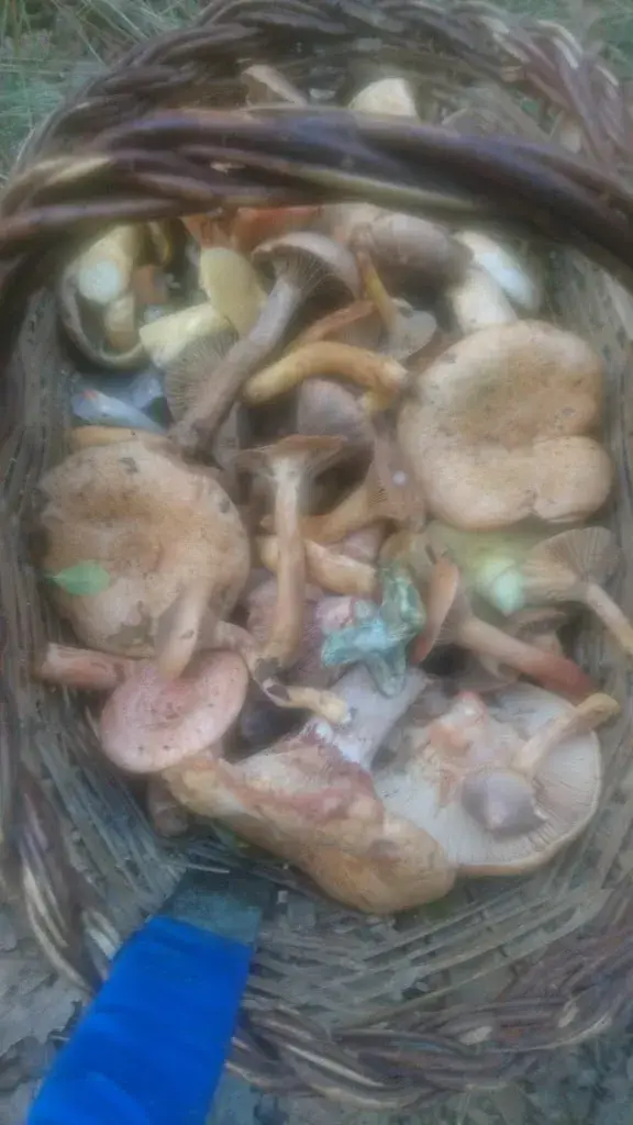 Menu_La Granota_Castellcir_image_1