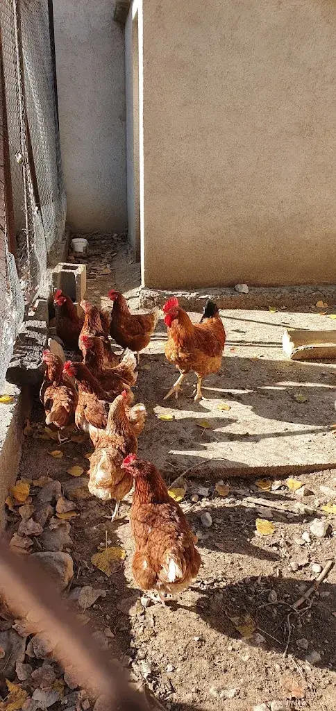 Menu_La Granota_Castellcir_image_8