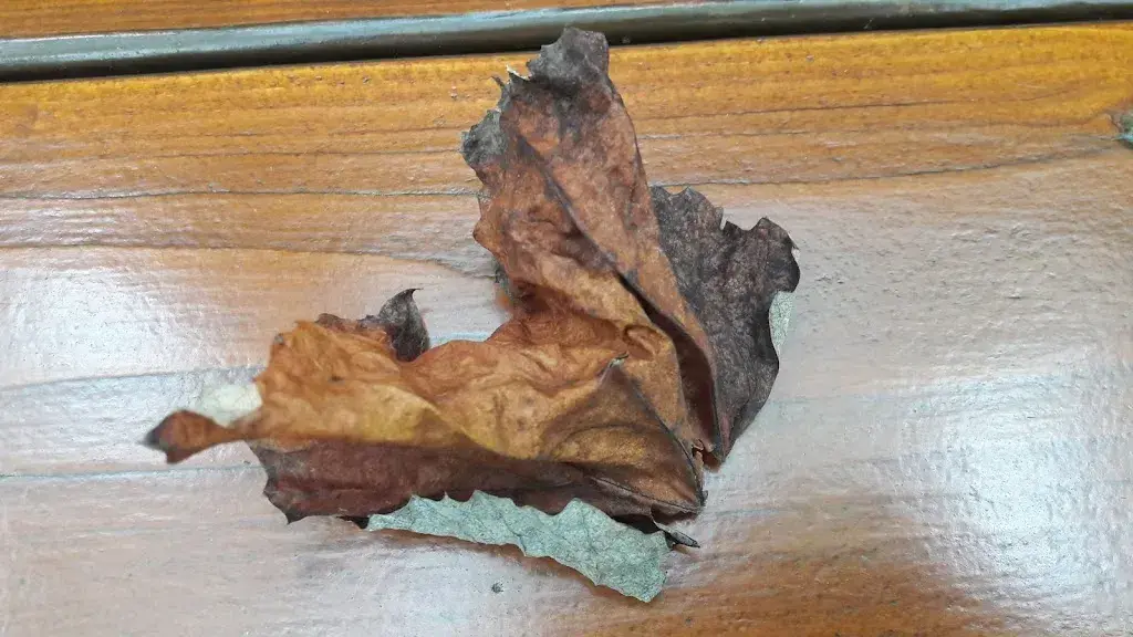 Menu_Buschenschenke_Hefenhofen_image_2