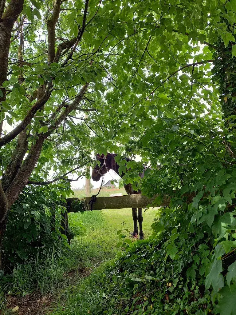 Nadine Hug_Besenbeiz-Seehalde Hüttwilen_Hüttwilen_review