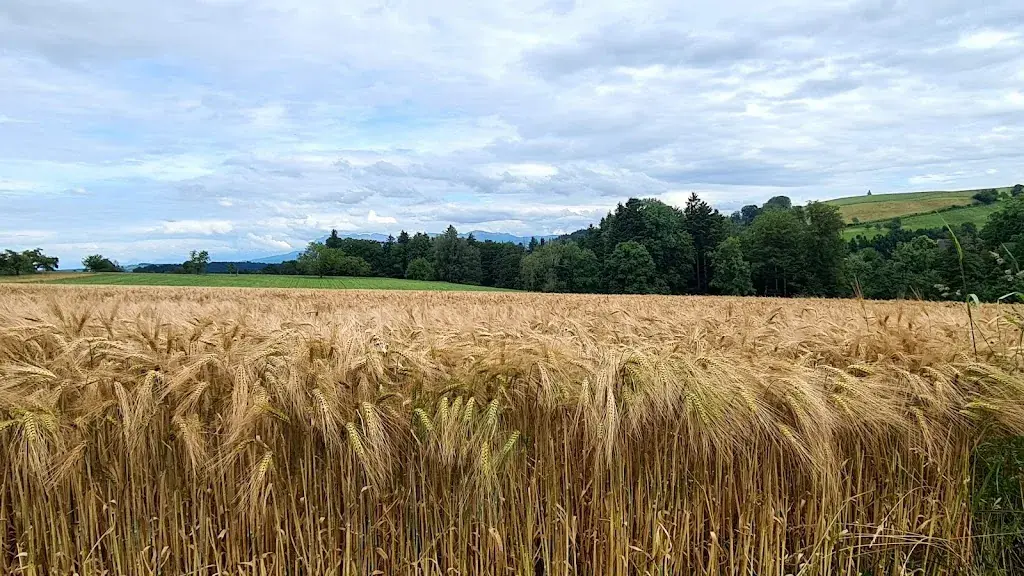 Sandra Hertach (FederSicht)_Restaurant Kurhaus GmbH_Ohmstal_review