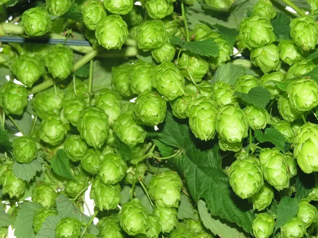 Menu_Wagerswiler Bräu_Wagerswil_image_4