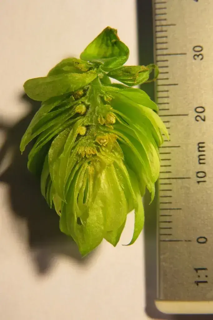 Menu_Wagerswiler Bräu_Wagerswil_image_8