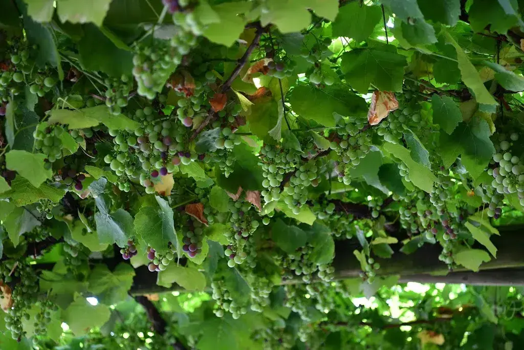 Menü_Grotto Carasso_Bellinzona_Bild_8