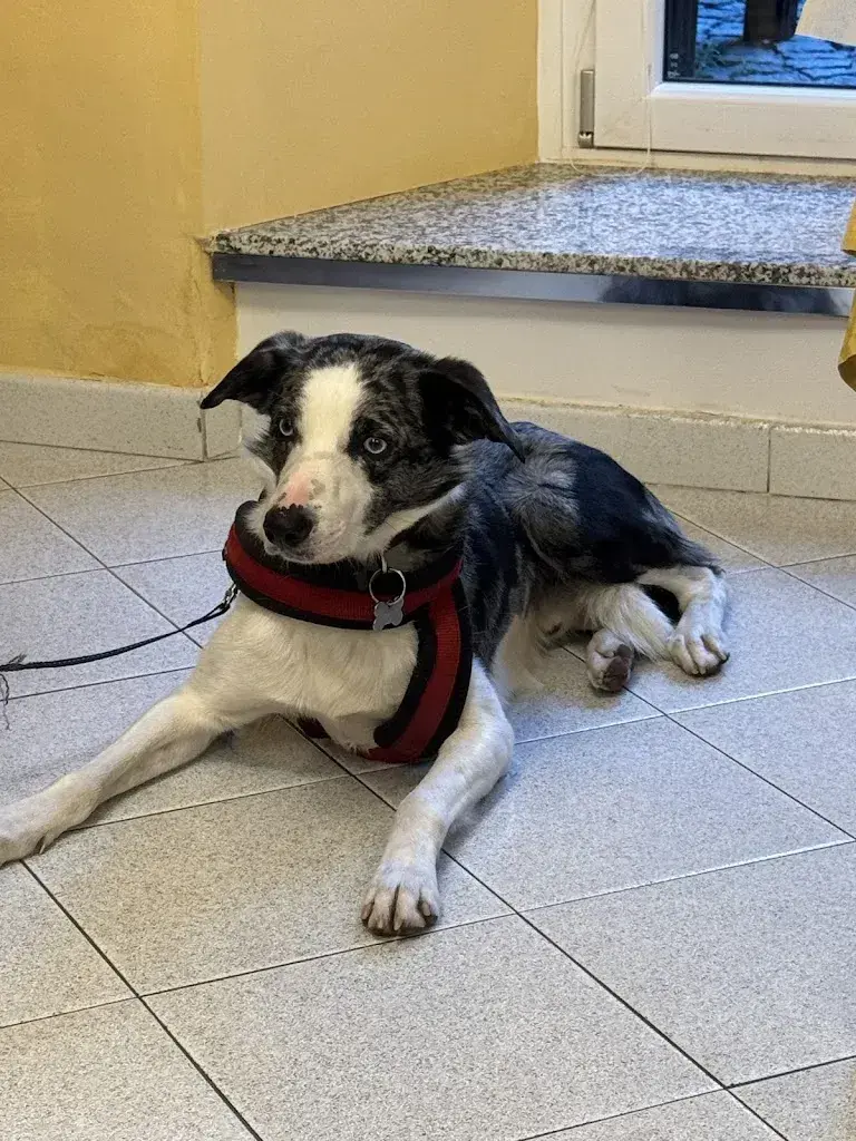 Aleksandr Bashkalenko_Ristorante Della Torre - Susa_Italy_review