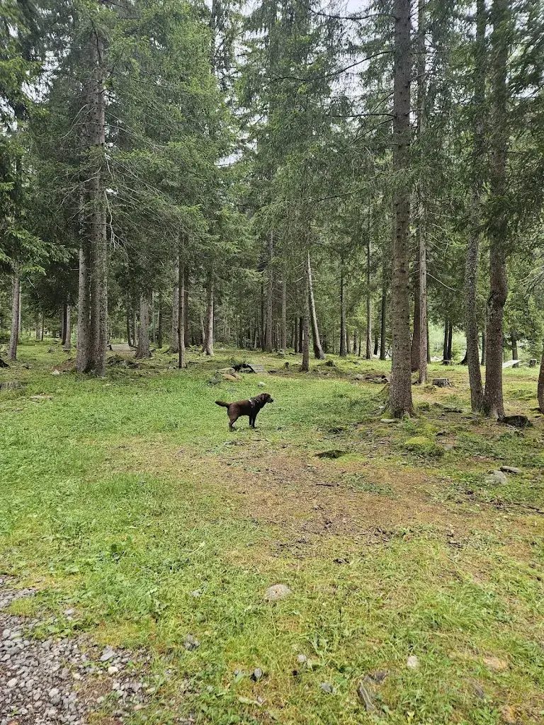 I Locarnini_Pineta Saracino_Blenio_recensione