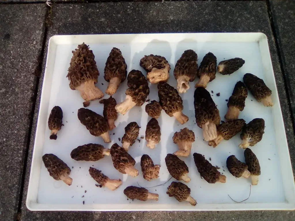 Menu_Restaurant de l'Etoile_Monthey_image_5