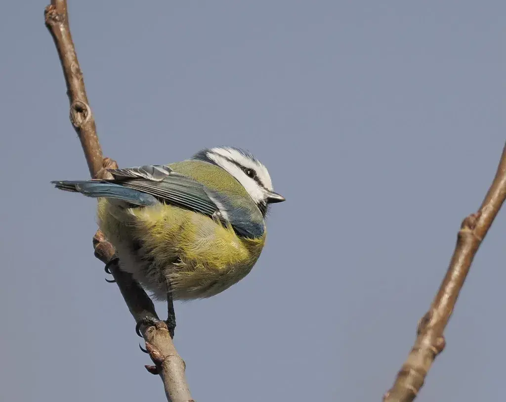 Sebastian Reiz_Restaurant Seeblick_Burgäschi_avis