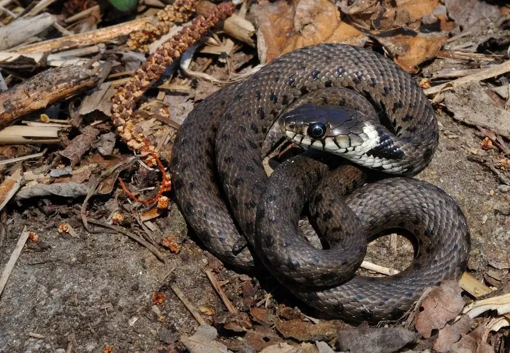 Tiziano Zanetti_Bar Gipeto_Tesserete_recensione