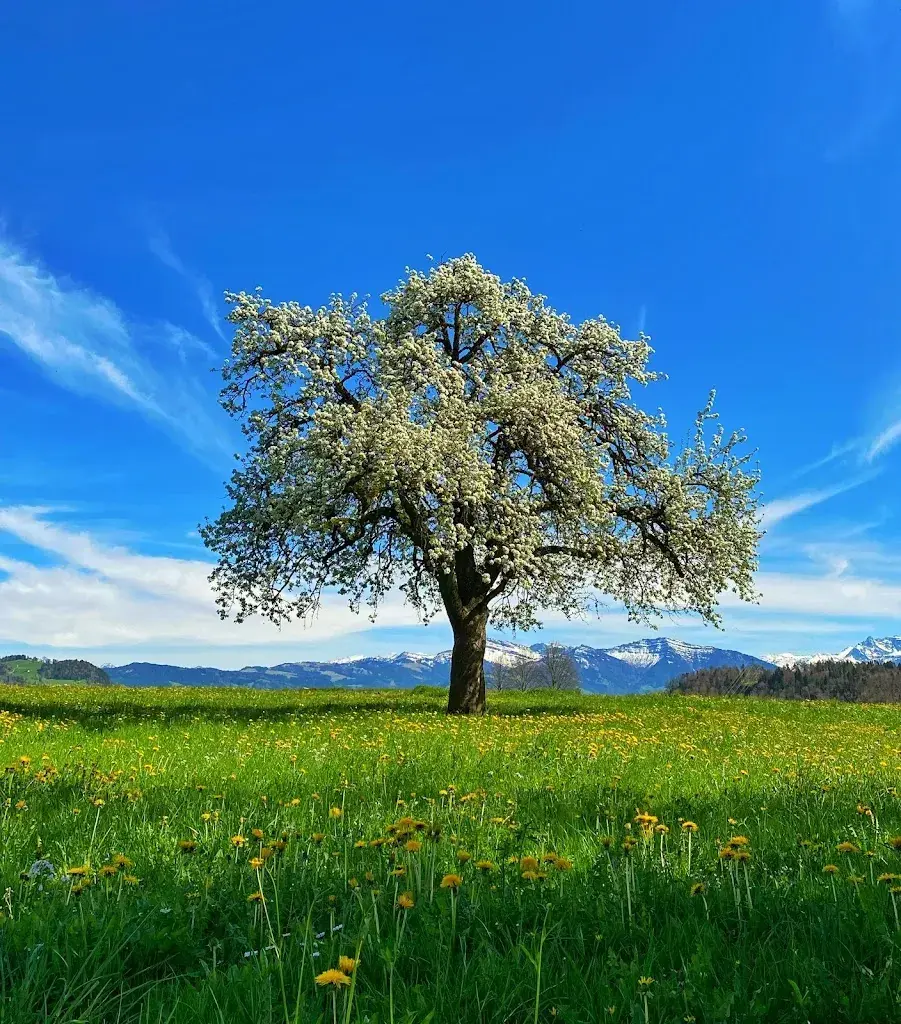 Urs Steiner_Hasenstrick - Restaurant & Hotel_Dürnten_avis