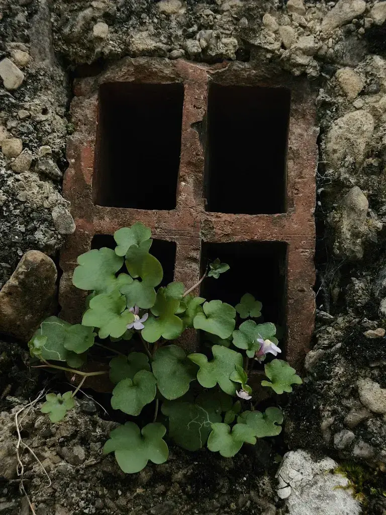 Pia Lappalainen_Osteria Mazzola_Balerna_review