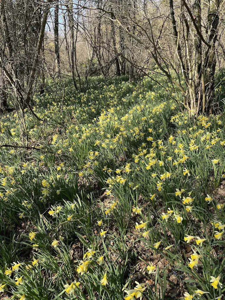 緑のたまねぎ_Eclepens_Eclépens_review