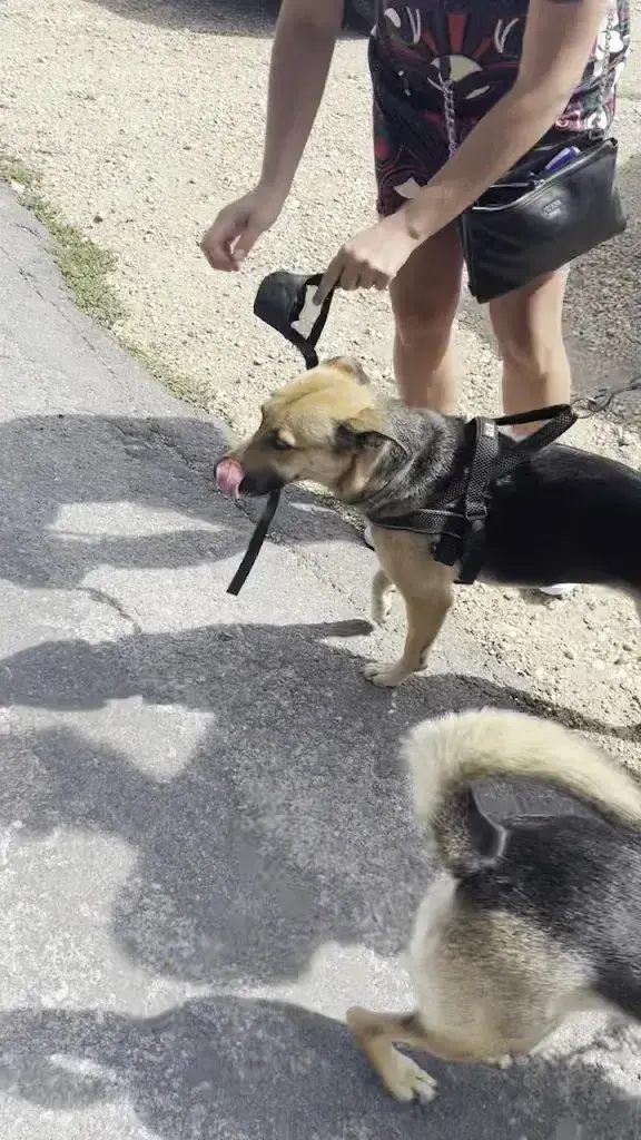 Silvia G. Miceli_Auberge du Morez_Vaulion_review