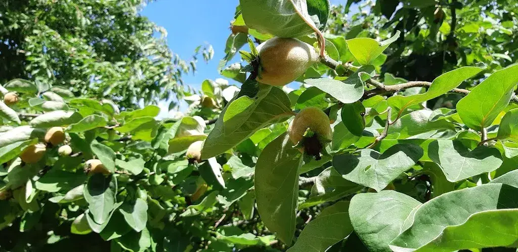 Menü_Le St-Bar_Saint-Barthélemy_Bild_5