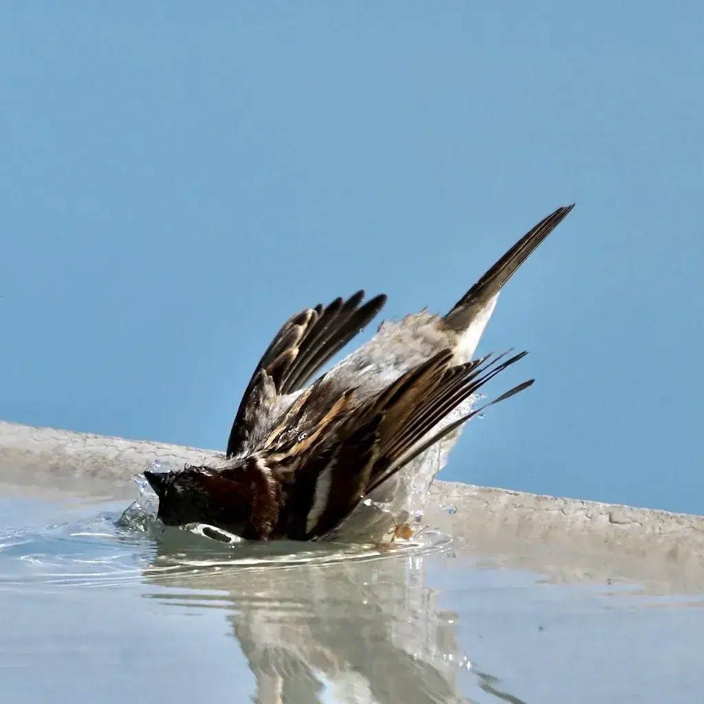 Sebastian Reiz_Le Deck Bar Terrasse_Chexbres_review