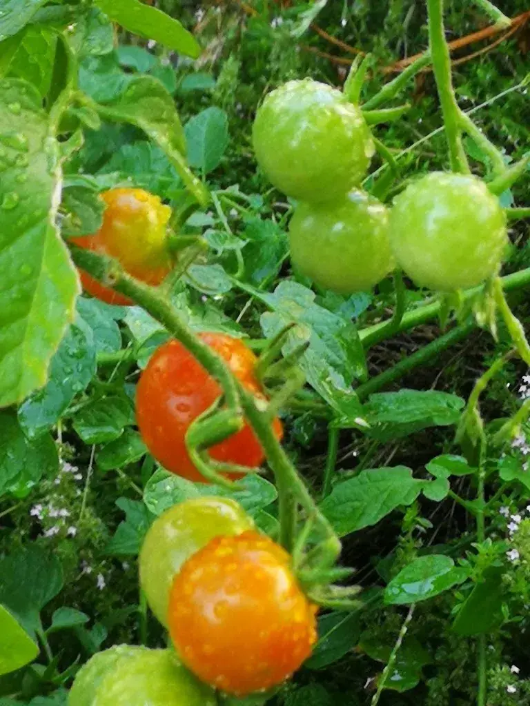 Menu_Le 24 Janvier, Do Carmo Sá_Renens_image_2