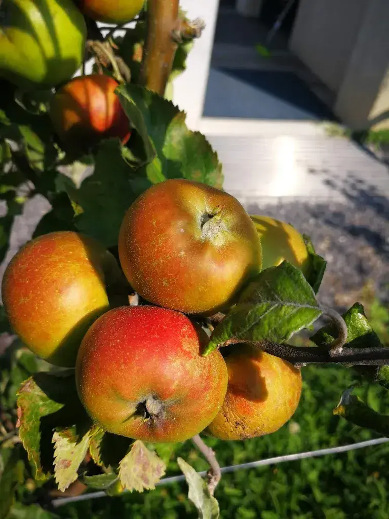 Menu_Le 24 Janvier, Do Carmo Sá_Renens_image_4