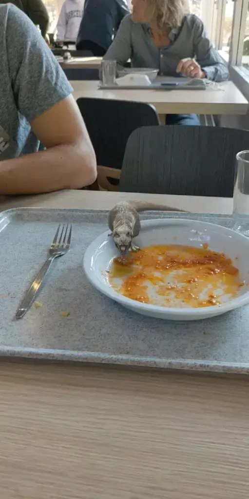 Menu_FoodLab Alpine_Ecublens_image_3