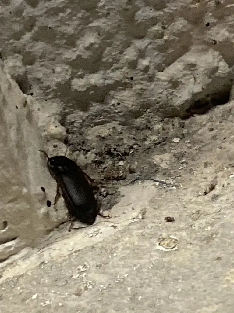 Diana Leylim_Gasthof - zum weissen Kreuz_Gerlafingen_Bewertung