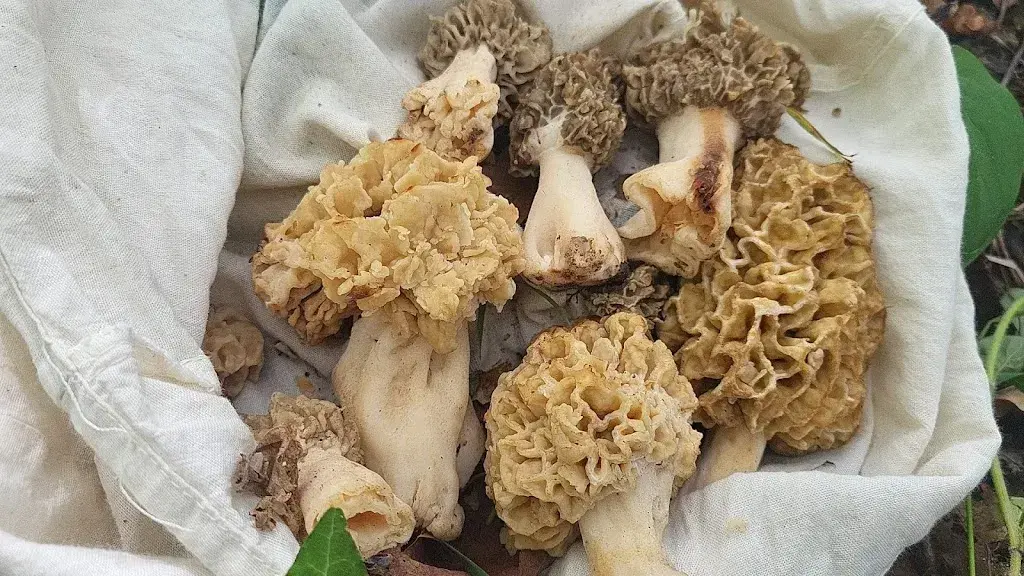 Menu_Brasserie Pizzeria de l'abbatiale - Payerne_Payerne_immagine_5