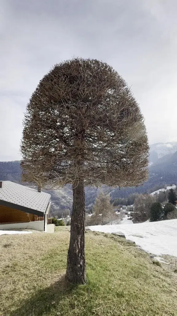 Cana Tusche (Catuand)_Auberge La Tzoumaz_La Tzoumaz_Bewertung